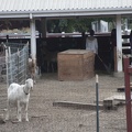 316-7809 MRP Goats